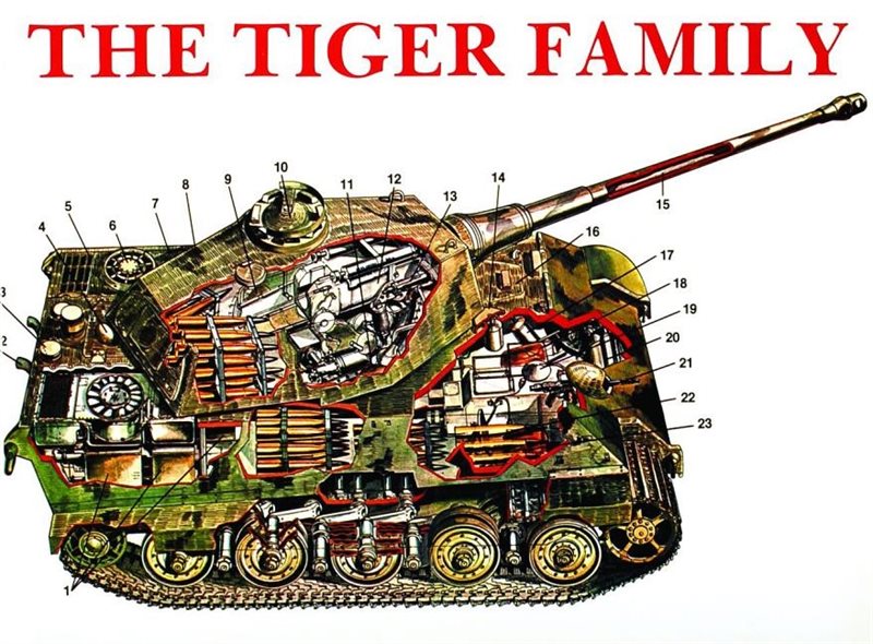 Tiger family