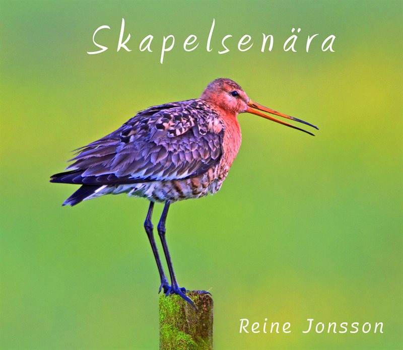 Skapelsenära