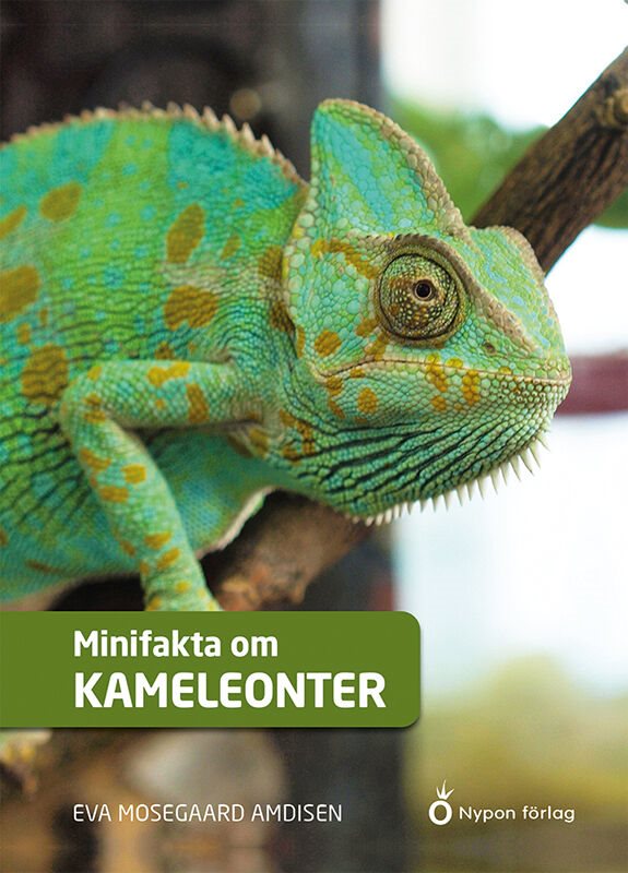 Minifakta om kameleonter