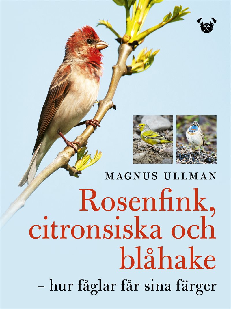 Rosenfink, citronsiska och blåhake : hur fåglar får sina färger
