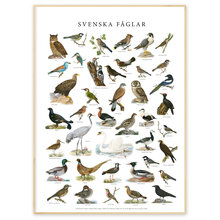 Poster Fåglar 50x70