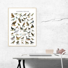 Poster Fåglar 50x70